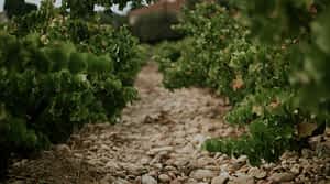 Terroir châteauneuf-du-pape - Vallée du Rhône - D'or et de vins