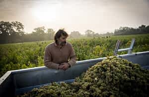 Vendange au domaine Jo Londron - agriculture Bio et biodynamie - D'or et de vins