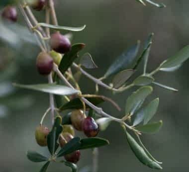 clos canarelli olives