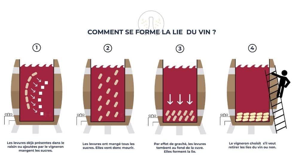 Qu'est-ce que la lie du vin ?