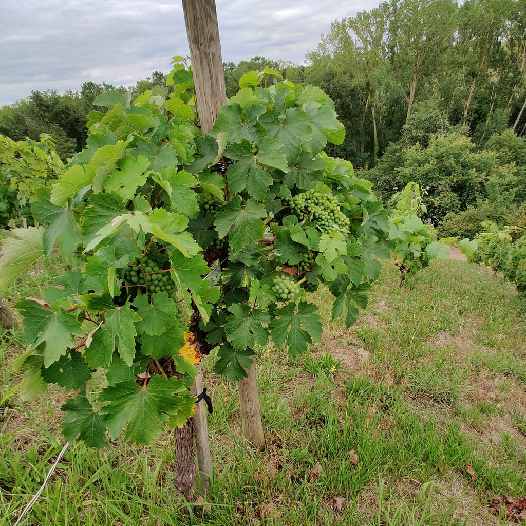 Les vins de la Loire - Le raisin du Domaine Belargus – Livraison de vins d'exception à domicile