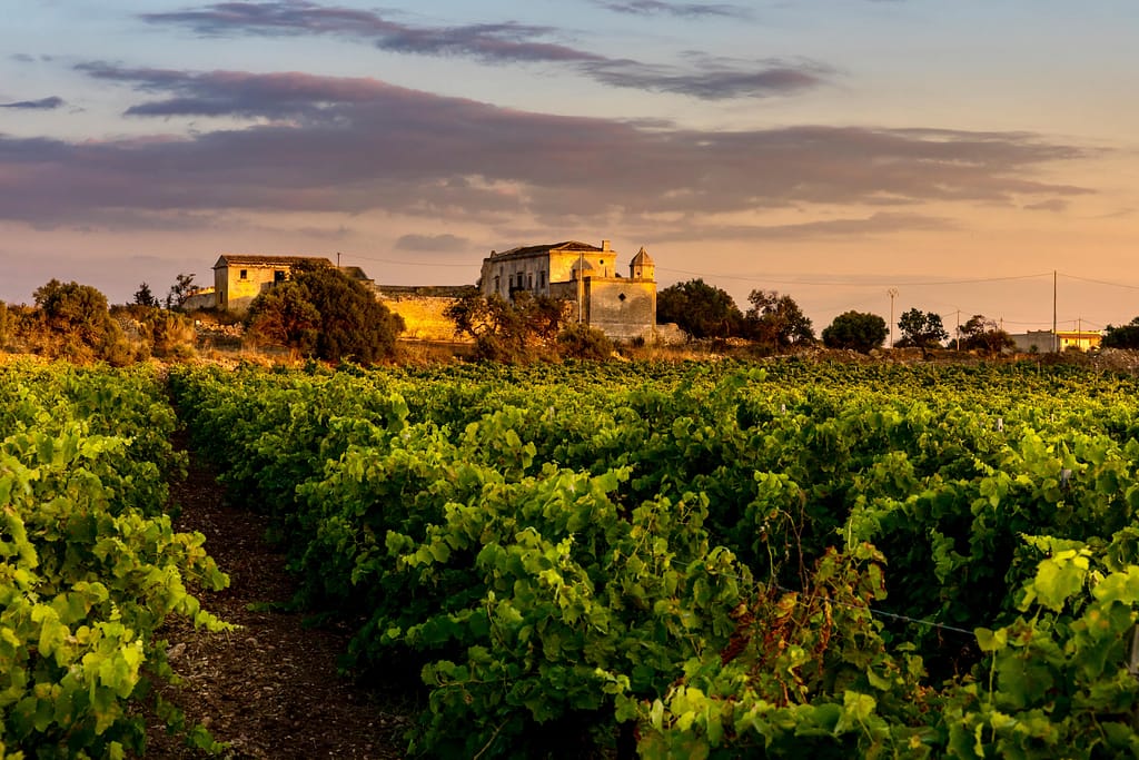 Planeta est un domaine viticole familial qui se situe dans le sud-ouest de la Sicile. 