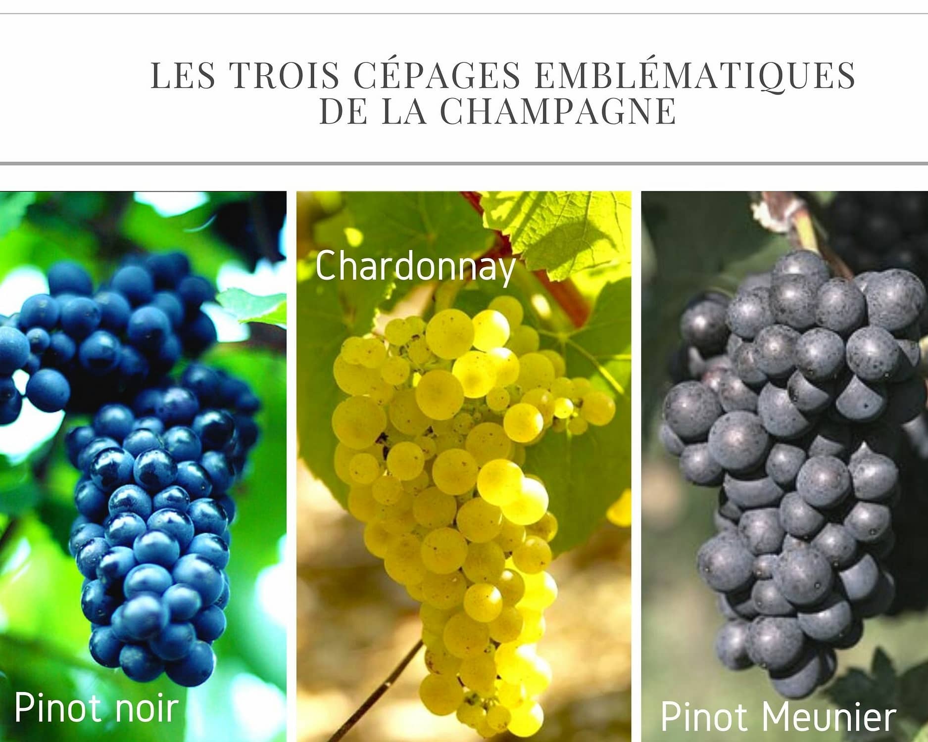 Les trois cépages emblématiques de la Champagne : Pinot noir, Chardonnay, Pinot meunier