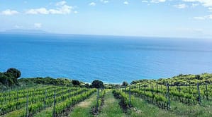 Muscat - Domaine Pieretti