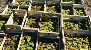 Passerillage du Muscat petits grains - vinsdecorse - clos nicrosi