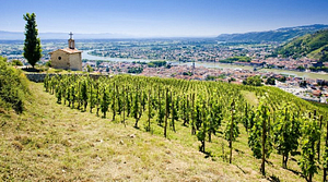 Hermitage - vins vallée du Rhône - D'or et de vins
