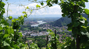 Vallée du Rhône - Côtes-du-Rhône septentrionales -D'or et de vins