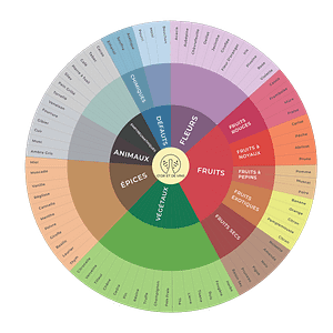 roue des arômes du vin
