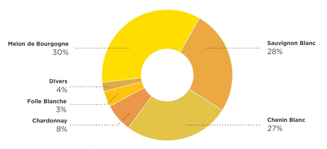 Les vins de la Loire - pourcentage des vins blanc - Livraison de vins d’exception à domicile