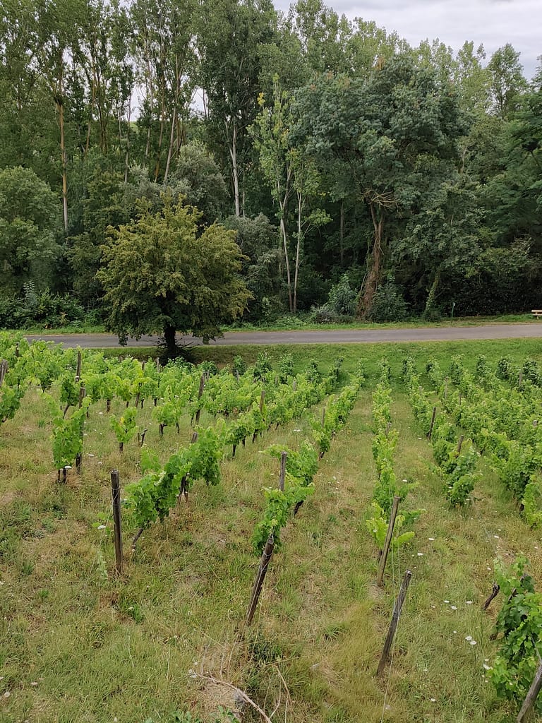 Les vins de la Loire - Les vignes du domaine Belargus – Livraison de vins d'exception à domicile