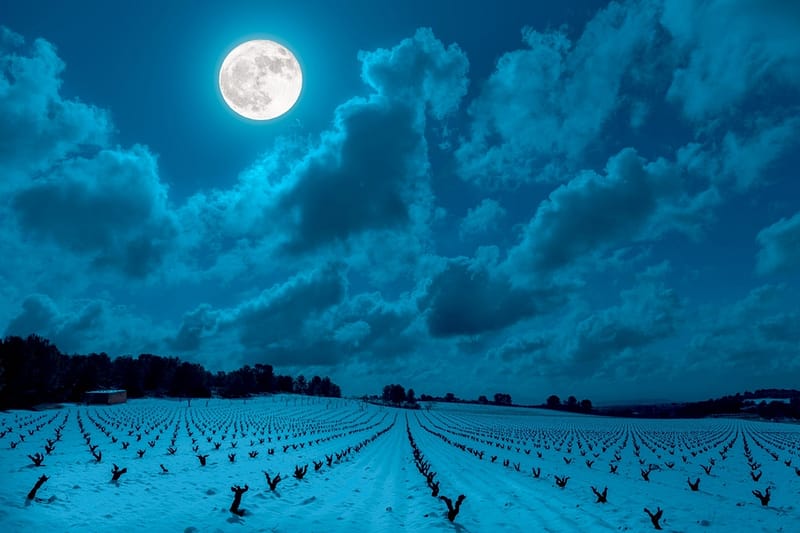 vigne de vins Bio en Biodynamie et nature, vu en plein nuit avec pleine lune